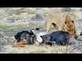 Lion Hunt ❗️ Lions Tear Off And Eat Testicles Of A Still Alive Wildebeest...!