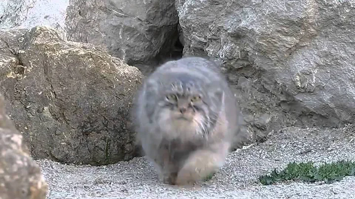 Pallas Cat discovers camera
