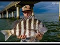 GIANT SHEEPSHEAD LOVE THIS BAIT! EPIC SHEEPSHEAD FISHING with HOW TO and TIPS