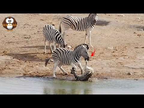 Video: Di Negara Bagian Georgia, Seekor Anak Zebra Lahir - Pandangan Alternatif