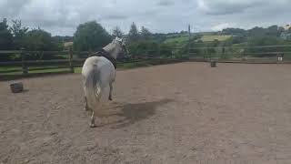 My Lovely horse Rescue - Aleysha