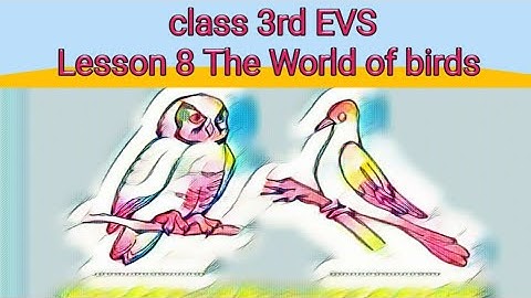 class 3rd EVS lesson 8 The World of birds