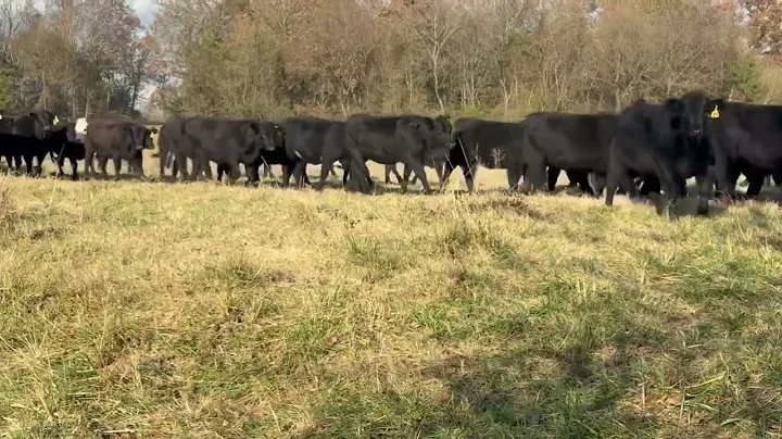 The Cattle Range Listing # 509C224