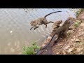 Monkey jumping in the water, Monkey Swimming and Diving.