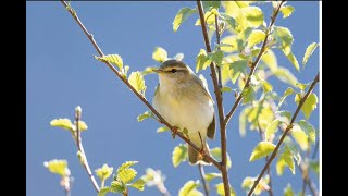 Carrifran Wildwood after two decades