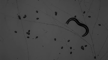 nematode trapping fungi eating worms!