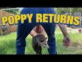 POPPY CAME HOME! | Farm Update/Tour 👁👄👁 Missed you guys!)