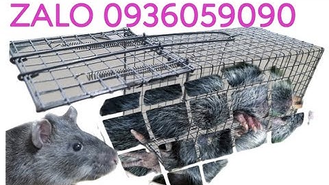 Bẫy chuột cống nhum. Lồng bẫy chuột cống nhum.