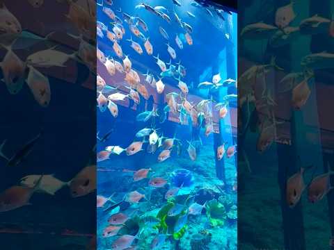 #DUBAI MALL#No#01 Fish aquarium..#