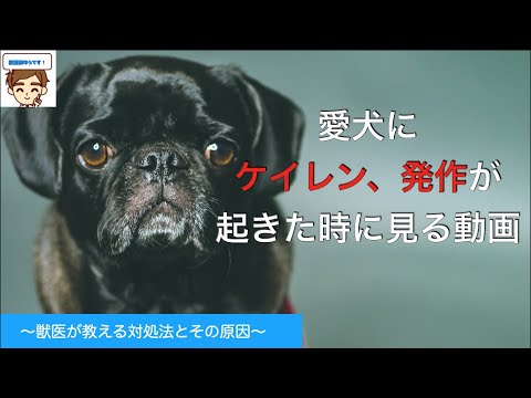 犬のてんかん発作とは？症状と対処法を獣医師が解説