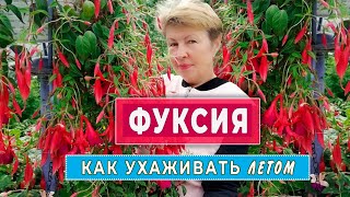 ФУКСИЯ. Уход за фуксиями летом