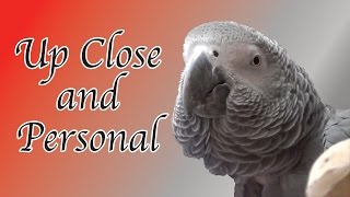 Einstein Parrot - Up Close and Personal