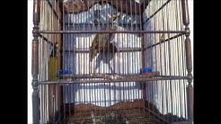 cucak rawa ropel "suara hutan" A ,,, track 1  - Durasi: 4:55.  cucak rawa ropel "suara hutan" A ,,, track 1  - Durasi: 4:55.