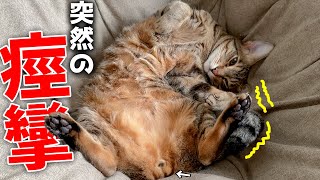 【え】ひっくり返って可愛く寝ている猫が突然痙攣し始めてしまいました。。。