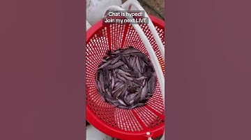 Cá trê vàng rặc giống. Cá trê vàng. #cá_giống #trại_cá_giống_út_me 0909770509 #traicagiongdongthap