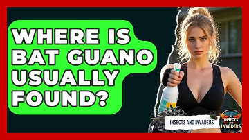 Where Is Bat Guano Usually Found? - Insects and Invaders