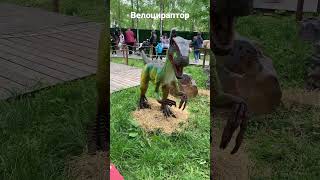 Велоцираптор / Velociraptor