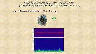 Common Snapping Turtle Hatchling Sounds