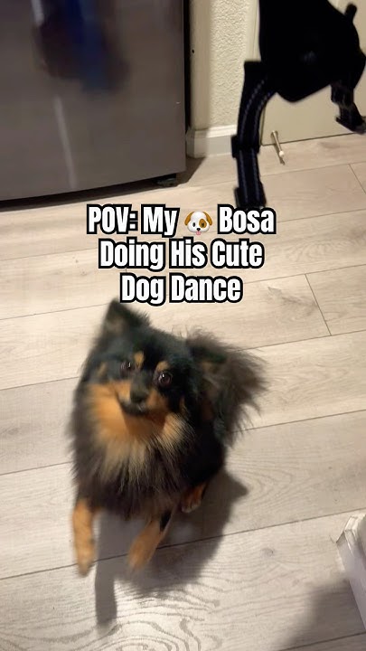🐶 Bosa s Cute Dog Dance #dog #dogdance #funny #puppy #shorts #fyp #