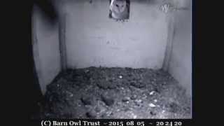 Cornish Barn Owlet ventures out of nestbox - Barn Owl Trust, WildlifeTV COPYRIGHT = -http://www.wildlifetv.co.uk/webcams/barn-owl-trust-nestcam/ -http://www.barnowltrust.org.uk/index.html.