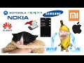 Kitten meows and banana cat crying but mobile alarms