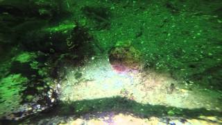 Ruby Red Octopus - Maple Bay Municipal Wharf, BC, Canada