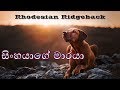 Everything About Rhodesian Ridgeback Sinhala | රොඩේෂියන් රිජ්බැක් ගැන හැමදේම