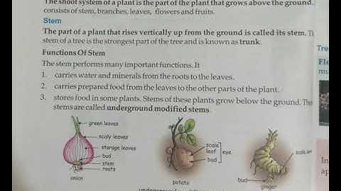 Class 4 E.V.S. Chapter 12 Part 2