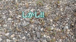 草焼きバーナーは効果あったのか!?⁉️