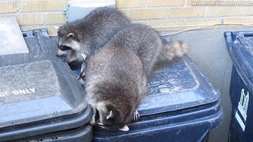 3 raccoons team up for daytime garbage bin raid. Toronto. July, 2015