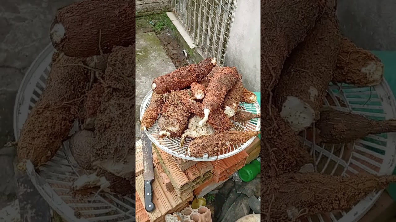 26 de fevereiro de 2026