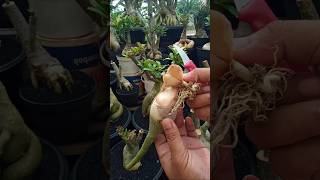 Rotten Adenium , How To Treat It