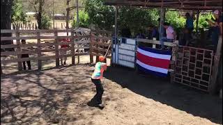 Toro El Sentencia - Montador La Leyenda Dago Duran - Ganadería Rancho Copal
