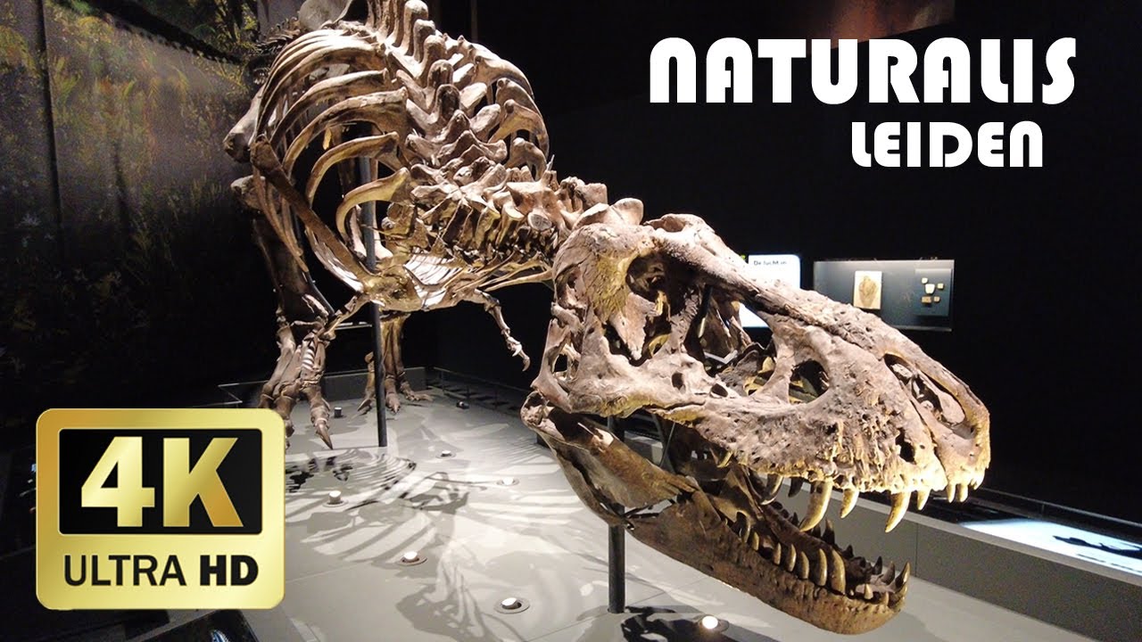 Натуралис, Лейден || Зима 2023 || 4К