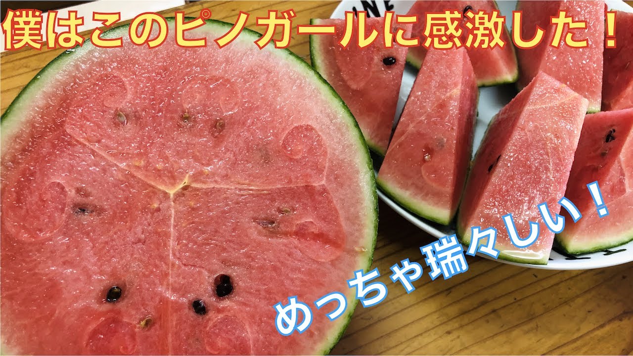 かりゆしすいか 一玉5400円のスイカが種まき前に１００玉を売り上げる脅威とその栽培者 Youtube