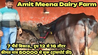 50000 में खरीदो ताज़ा बियाई भैंस!7 Low Price Buffalo For Sale! Amit Meena Dairy Farm Sri Ganganagar