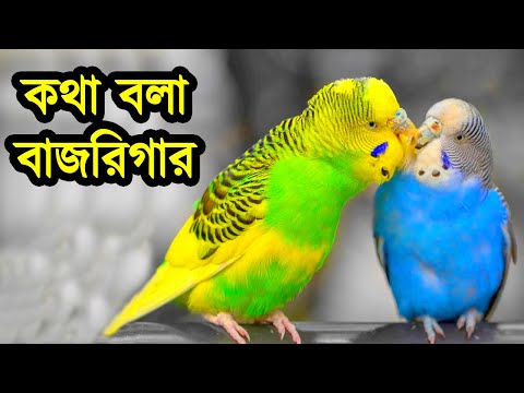 ভিডিও: কীভাবে পাখি তৈরি করা যায়