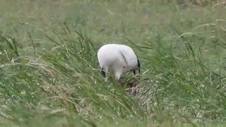 1041218三芝丹頂鶴8