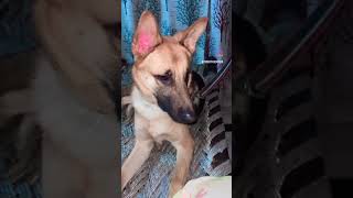 #dog #doglife #dogshorts #love #puppy #music #puppylove #comedy #funny