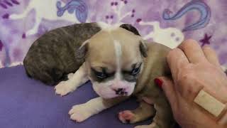Puppy Paradise: Pick Your Perfect Furry Friend!