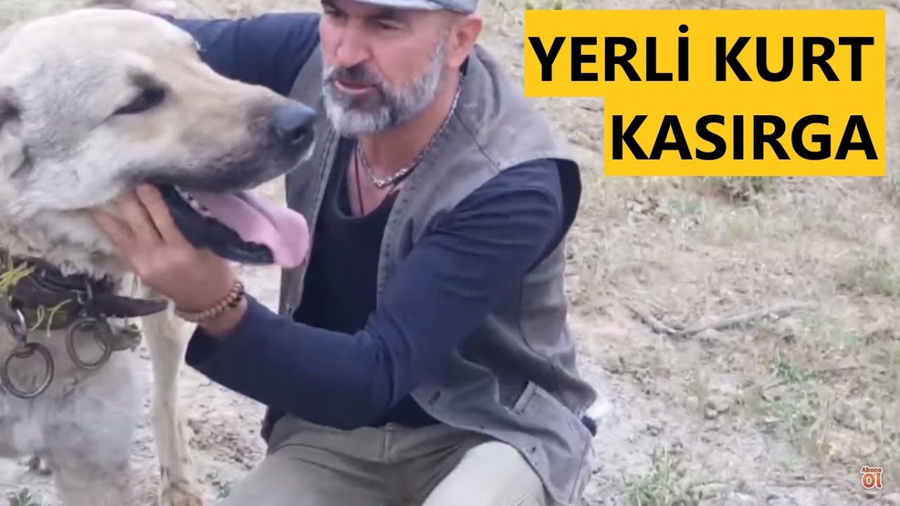 Yaylaci Murat Tan Efsane Kopeklerimin Dogus Hikayesi Kangal Gurun Kopek Youtube