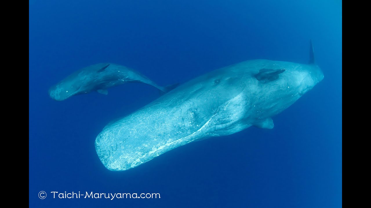 🐳Male & Calf Sperm Whales／珍しいマッコウクジラのオスと子供の