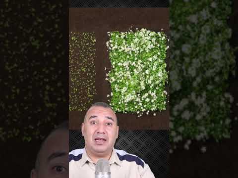 في اليابان اذا زرعت جريدة تنبت ازهار