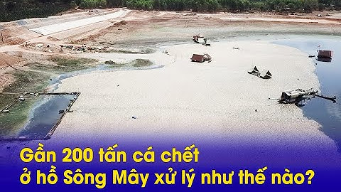 Gần 200 tấn cá chết ở hồ Sông Mây xử lý như thế nào?