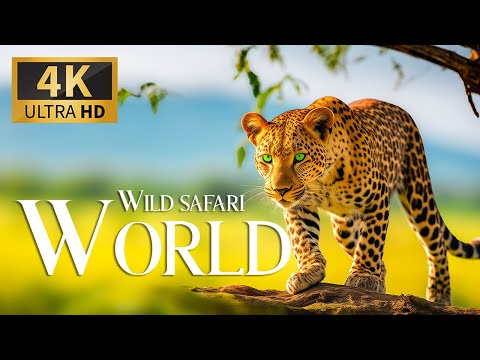 Wild Safari World 4K 🐾 Discovery Relaxation Amazing Wildlife Film with Relaxing Piano Music