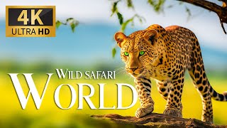 Wild Safari World 4K 🐾 Discovery Relaxation Amazing Wildlife Film With Relaxing Piano Music
