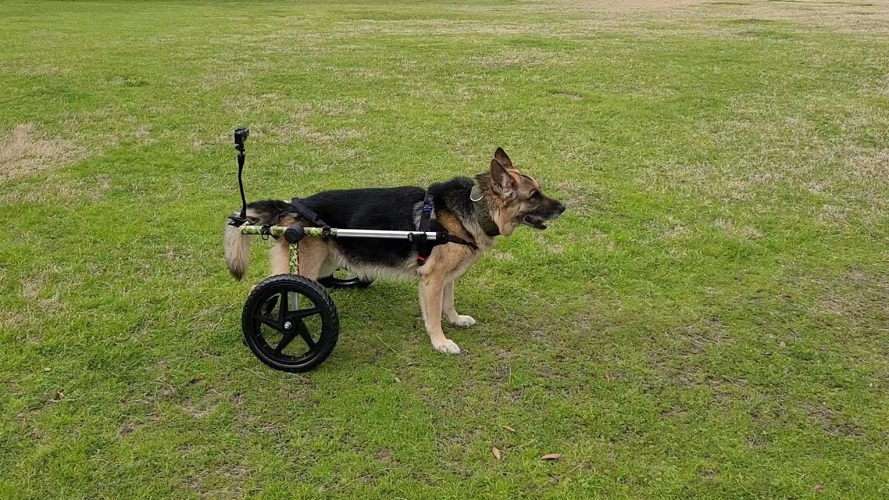 German Shepherd with Degenerative Myelopathy regains his mobility with
