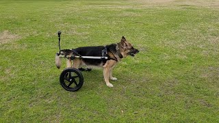 German Shepherd with Degenerative Myelopathy regains his mobility with a Walkin' Wheels Wheelchair!