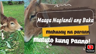 ILANG BUWAN BAGO ULIT MAGLANDI ANG BAKA AFTER MANGANAK - YouTube