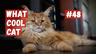 What Cool Cat - Сompilation #48 Сool Сats. by What Cool Cat 1,760 views 1 year ago 4 minutes, 34 seconds